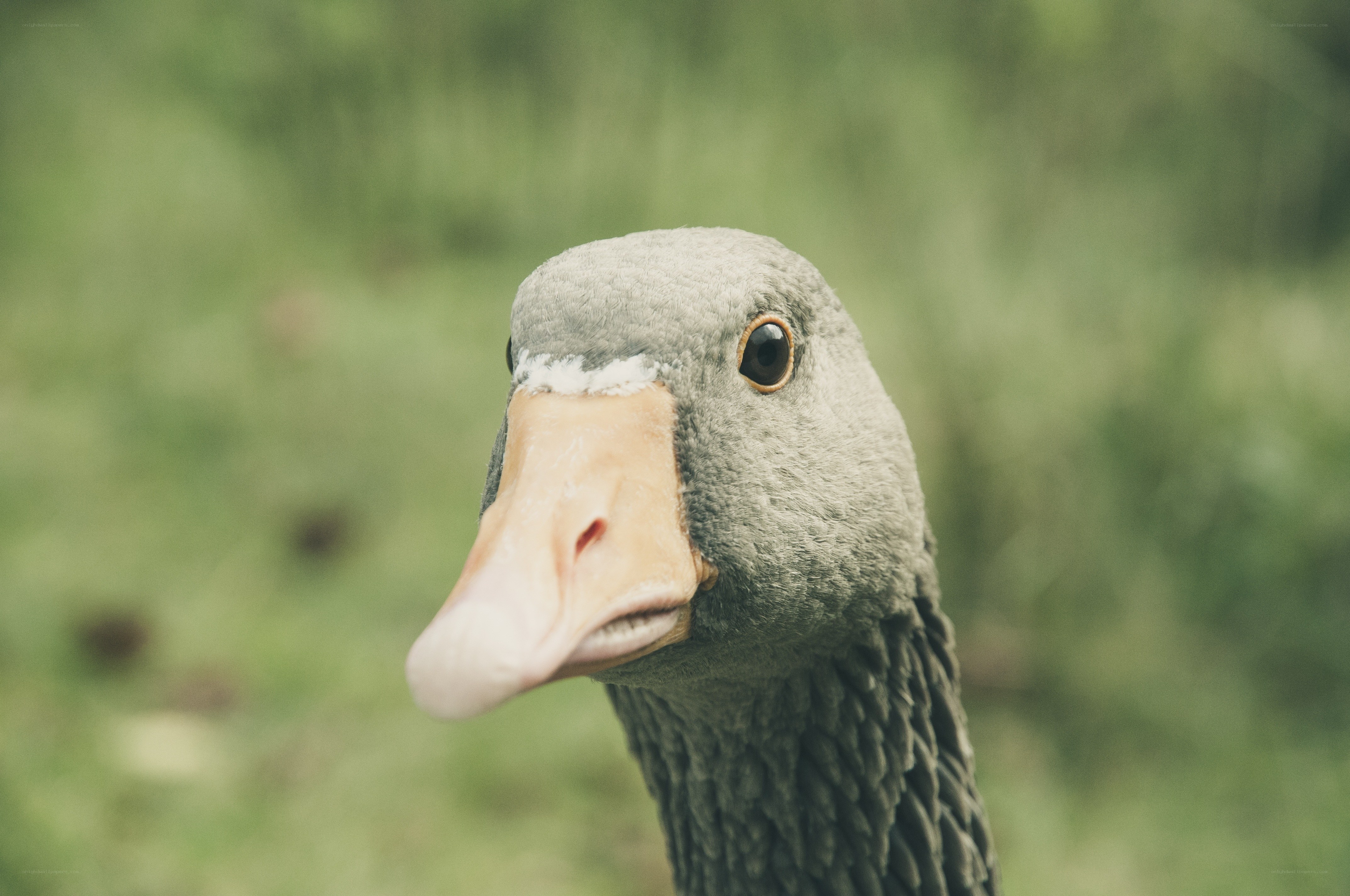 close-up of a goose head