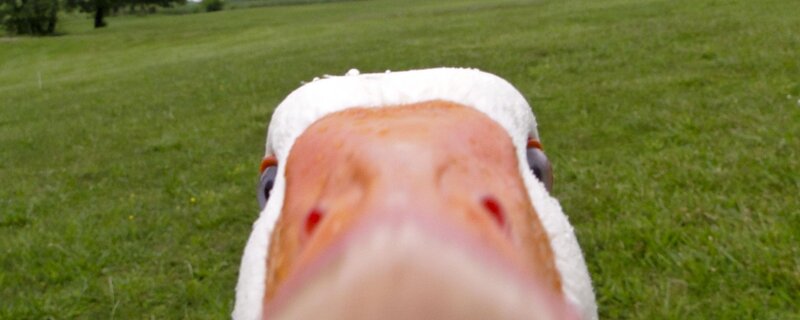close-up of a goose's face