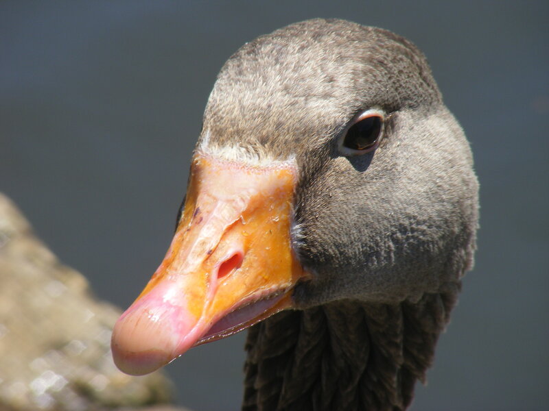 Close-up of a goose's head