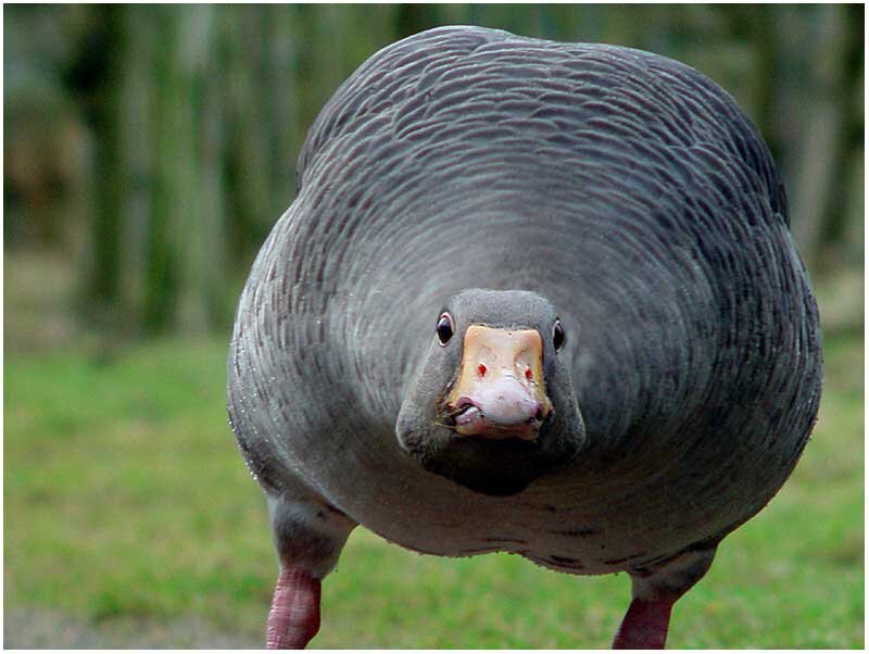 close-up of a goose