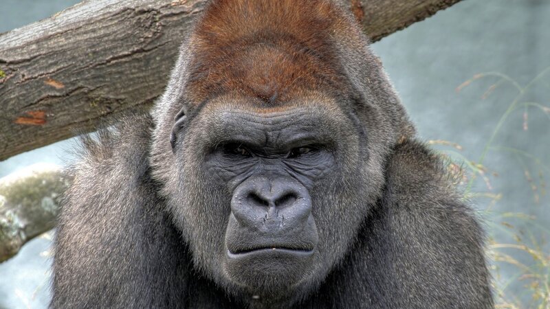 Close-up of a gorilla