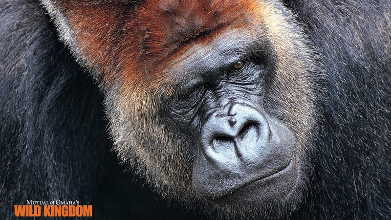 Close-up of a gorilla face