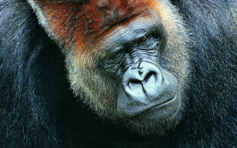 Close-up of a gorilla face