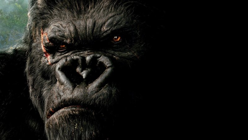 close-up of a gorilla face