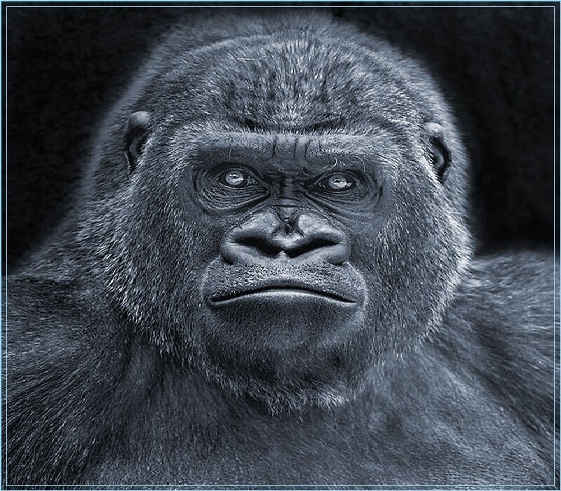 Close-up of a gorilla face