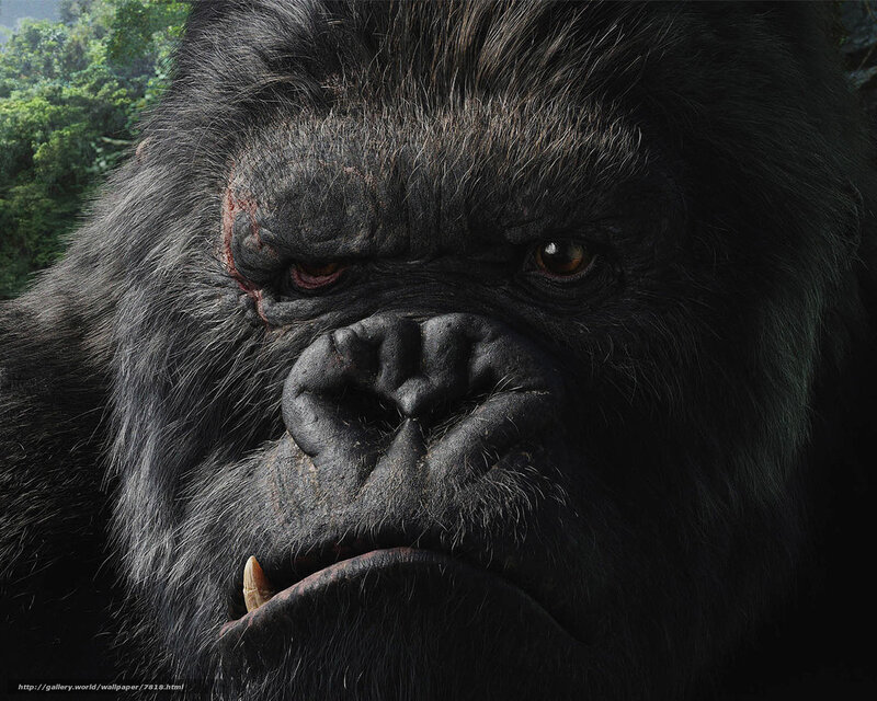 Close-up of a gorilla face