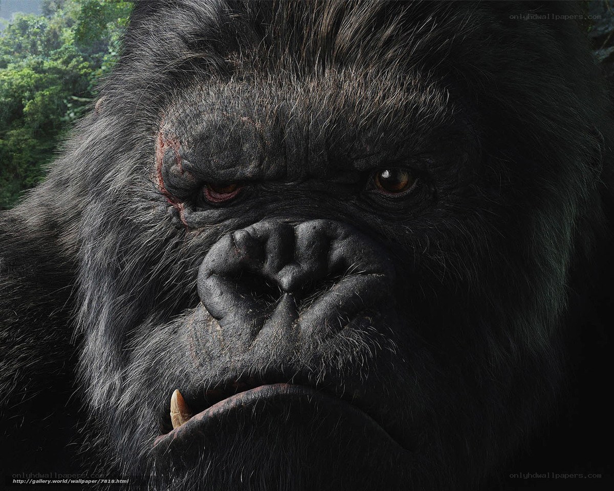 Close-up of a gorilla face
