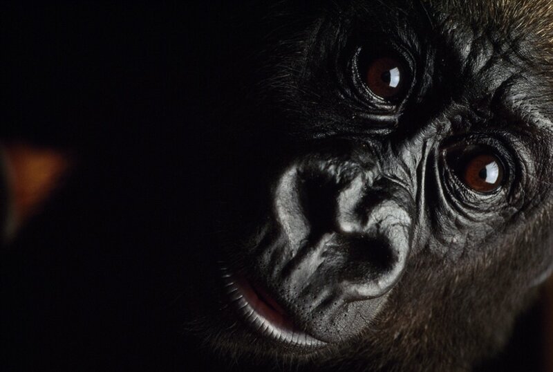 Close-up of a gorilla's face