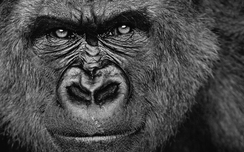 Close-up of a gorilla's face