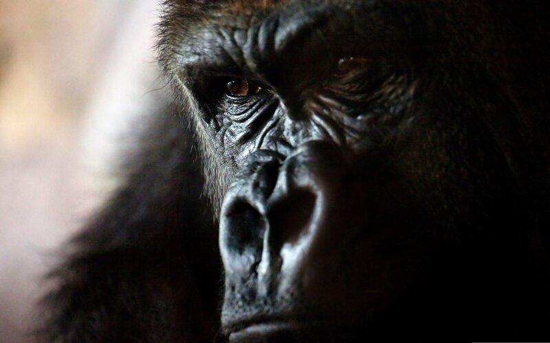 Close-up of a gorilla's face