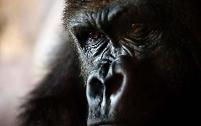 close-up of a gorilla's face