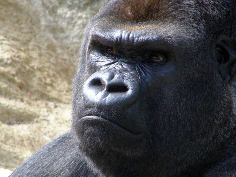 Close-up of a gorilla's face
