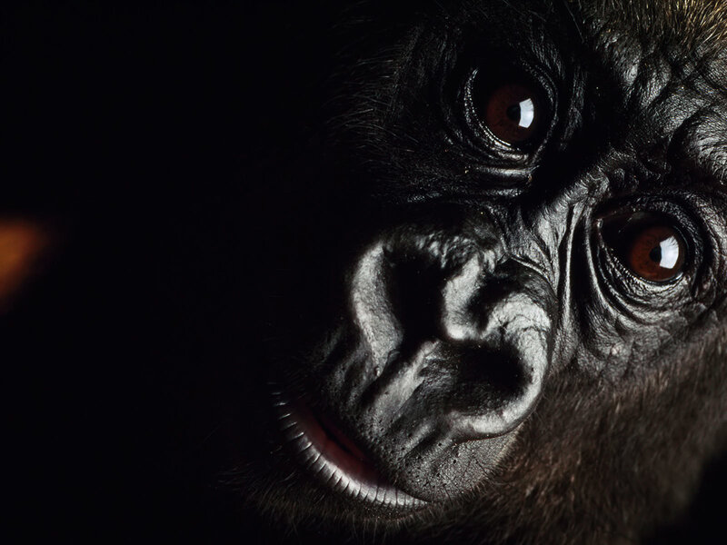 Close-up of a gorilla's face