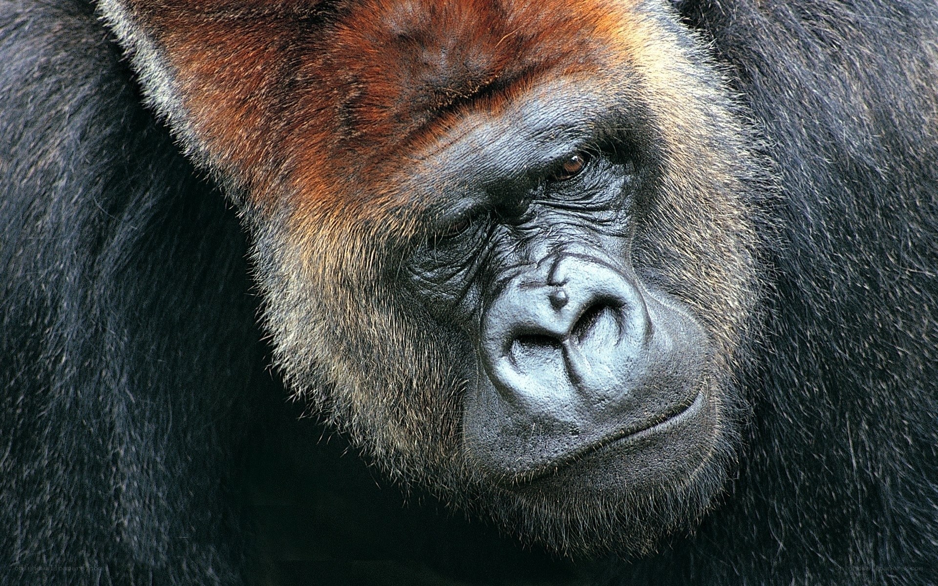 Close-up of a gorilla's face