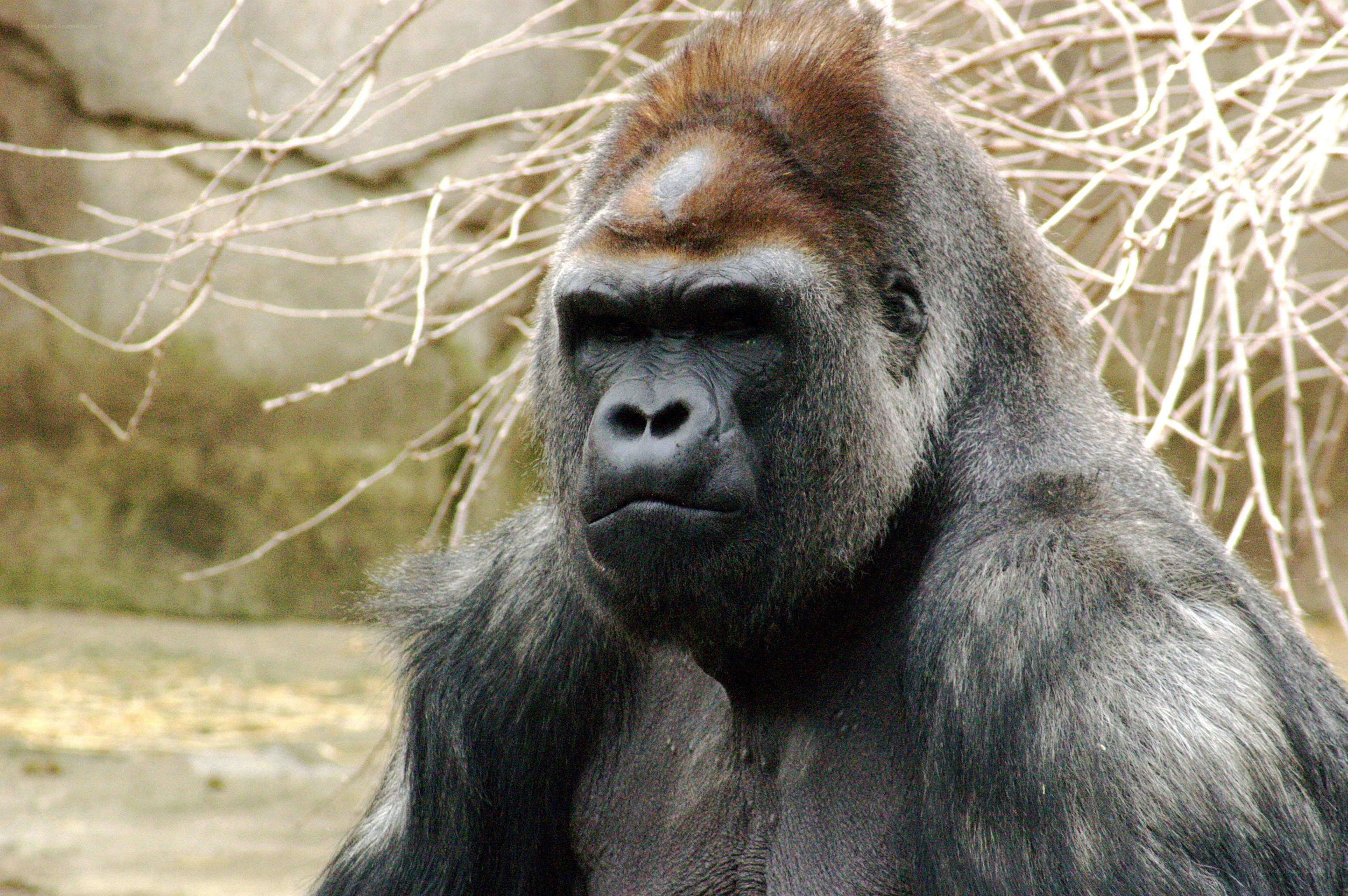 Close-up of a gorilla