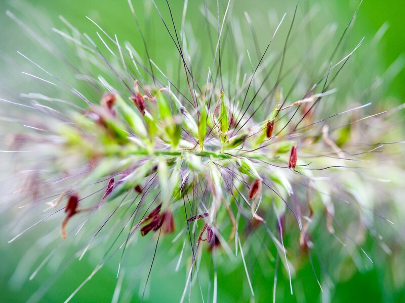 close-up of a grass seed head