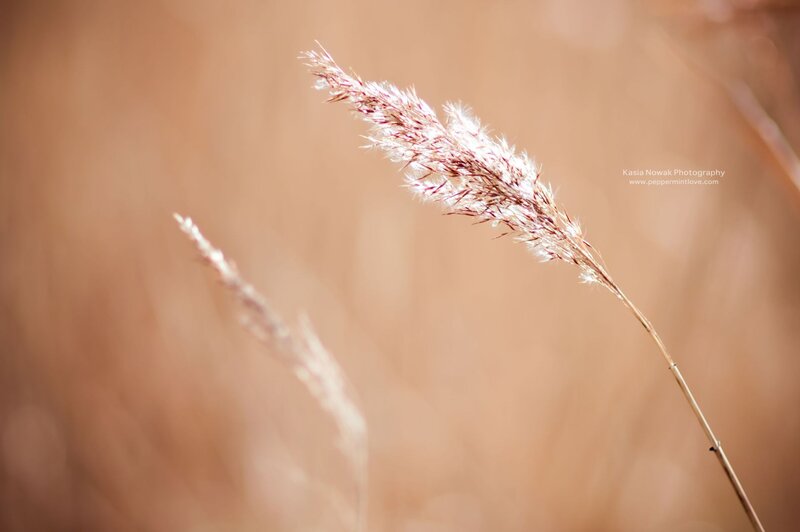 Close-up of a grass seed head