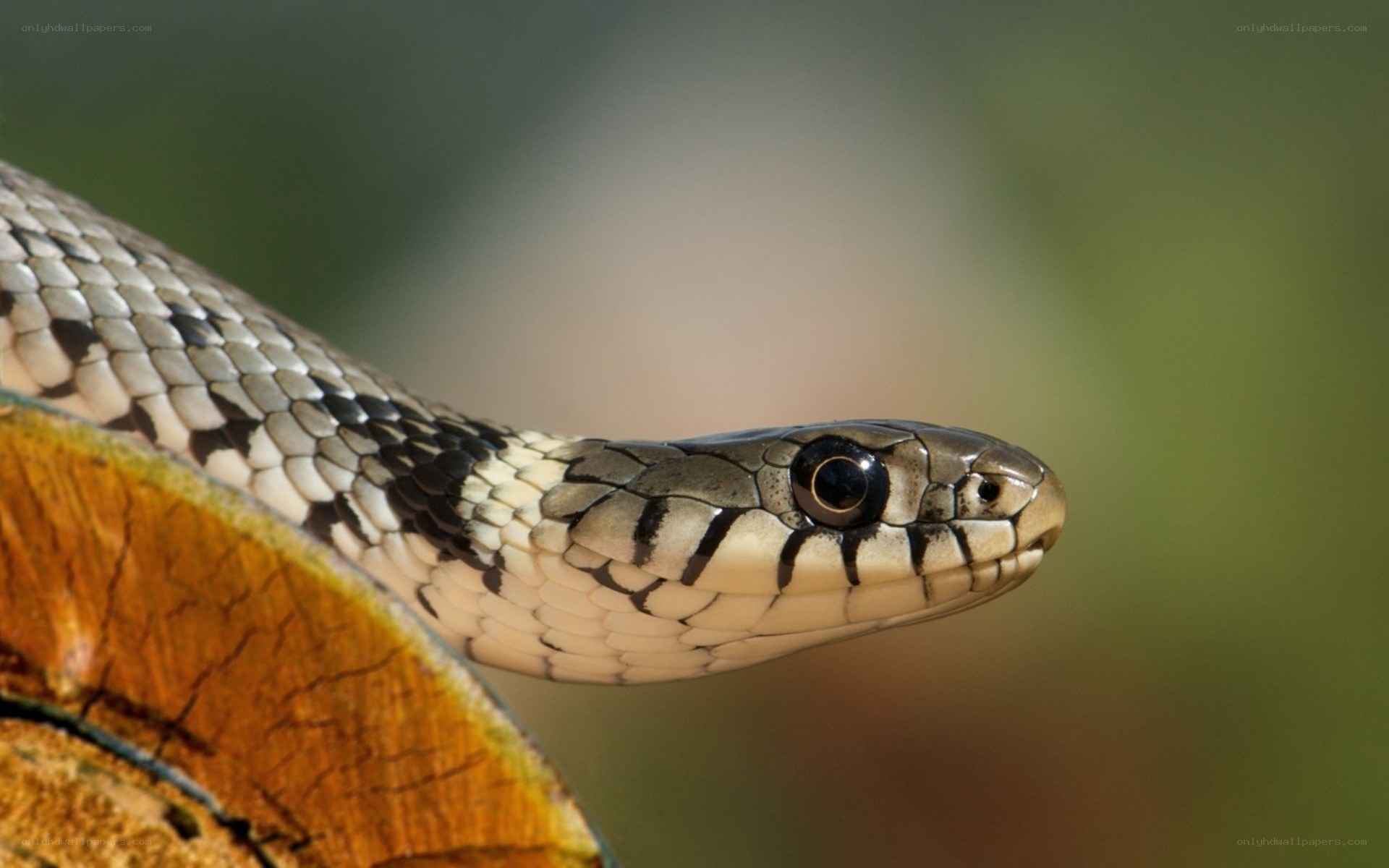 close-up of a grass snake