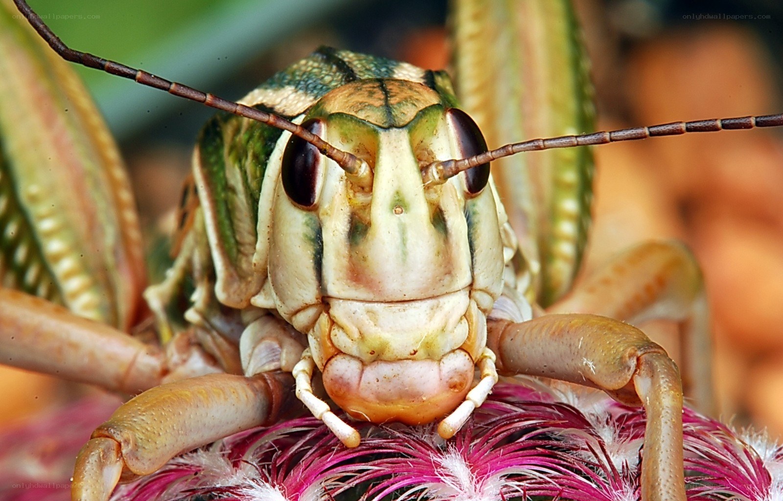 close-up of a grasshopper