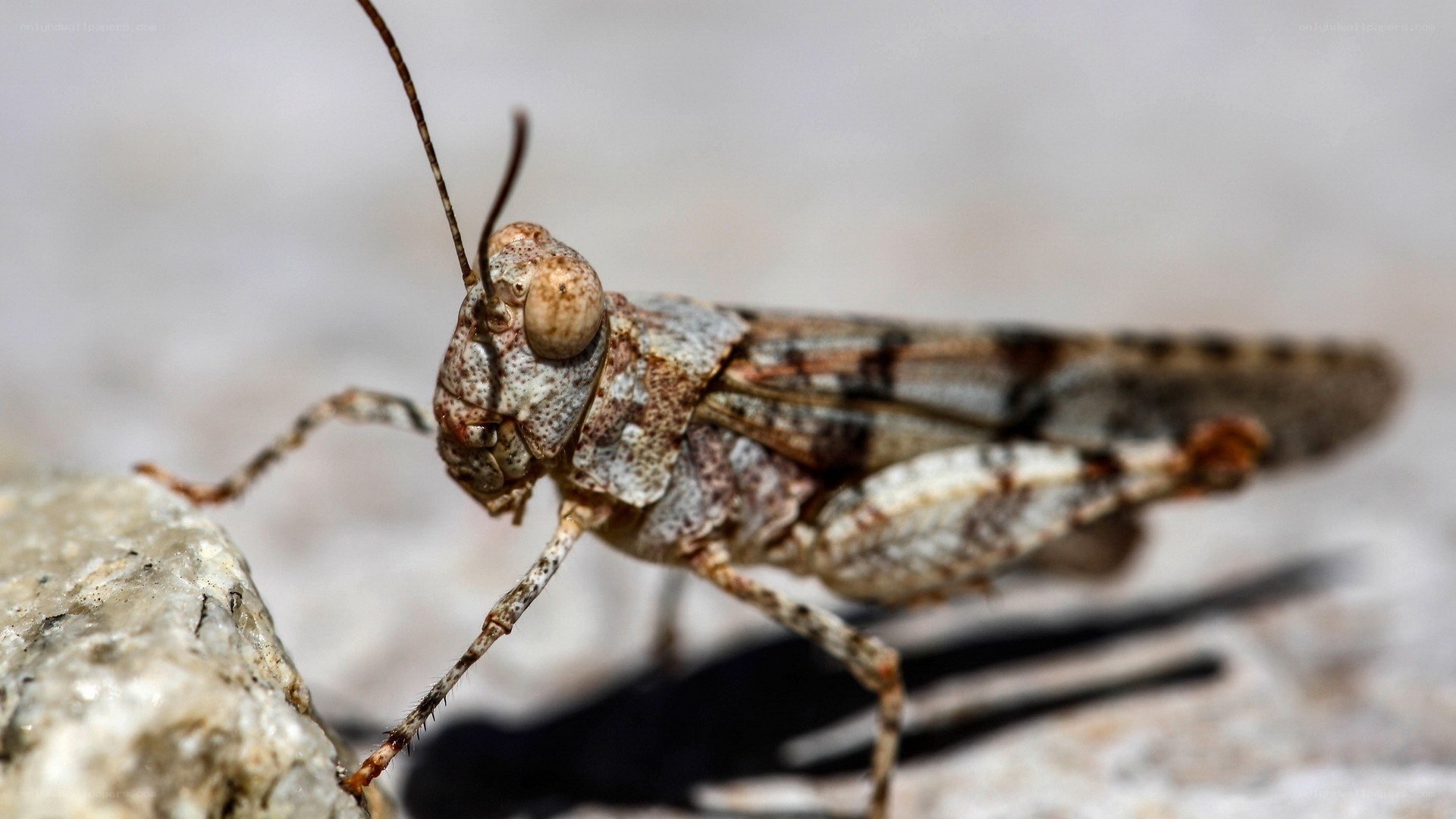 close-up of a grasshopper
