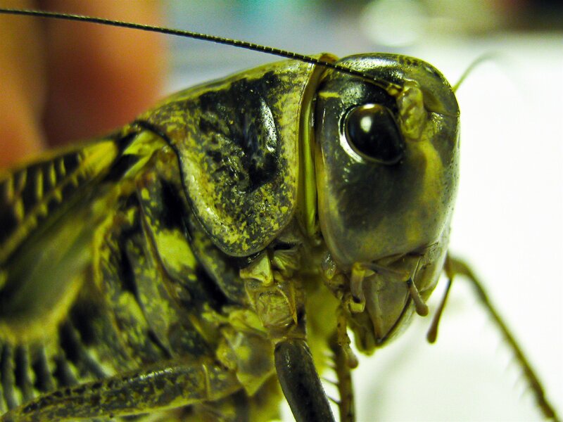 close-up of a grasshopper