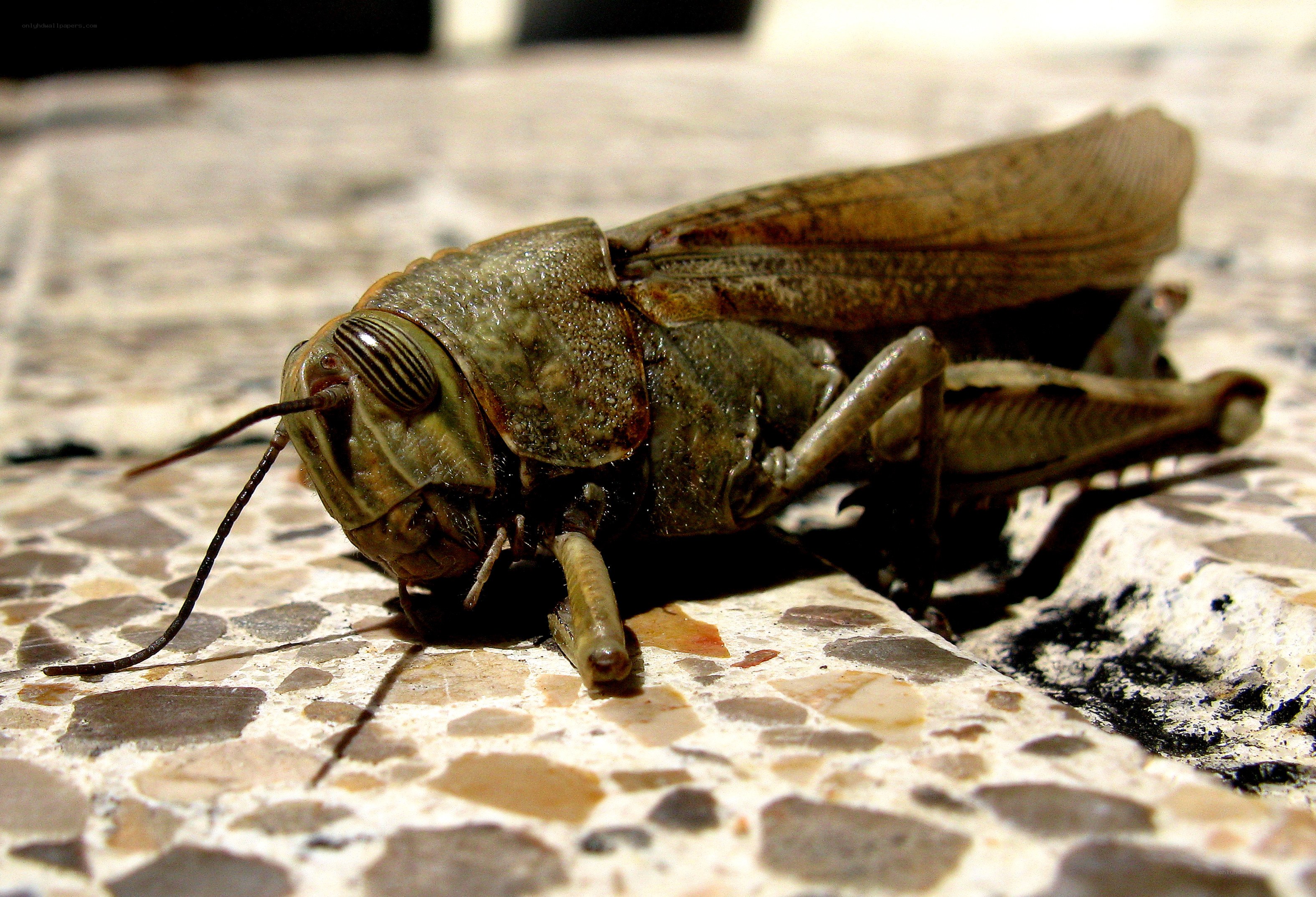 Close-up of a grasshopper