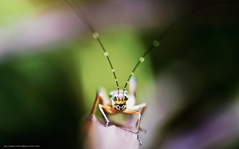 Close-up of a grasshopper