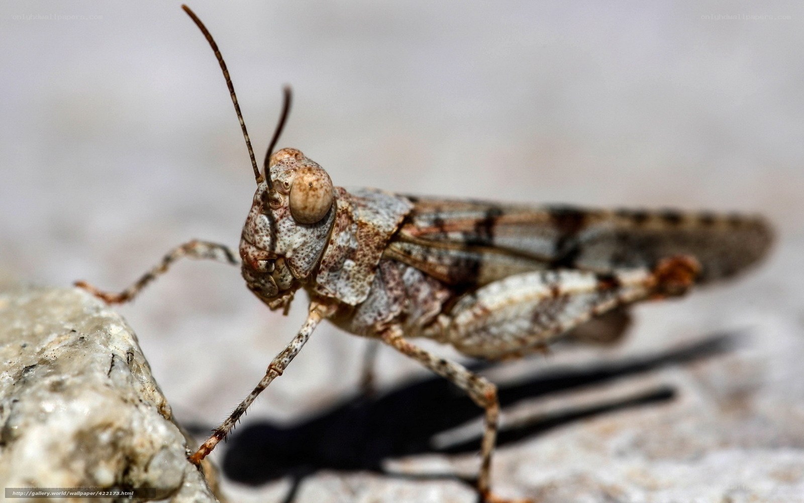 Close-up of a grasshopper