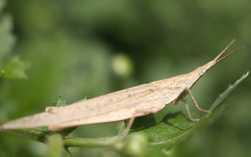 close-up of a grasshopper