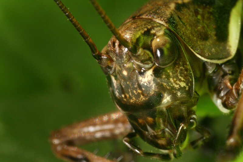 close-up of a grasshopper