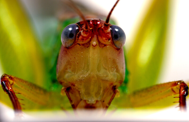 close-up of a grasshopper