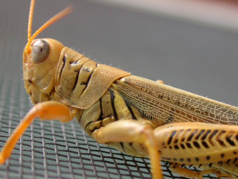 close-up of a grasshopper