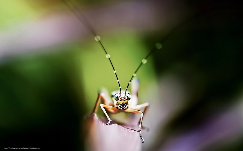Close-up of a Grasshopper — Green, Natural, Photograph