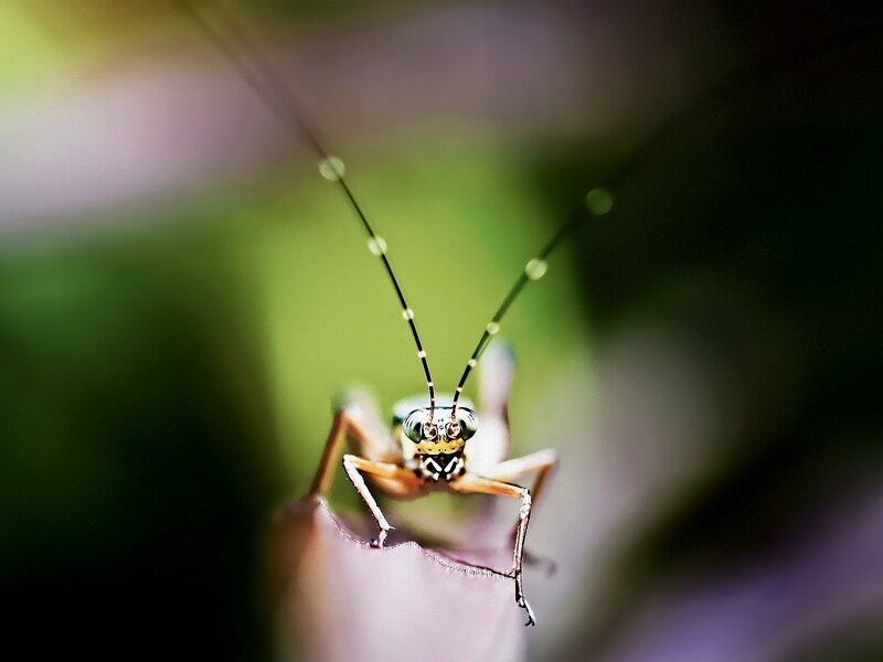 Close-up of a Grasshopper — Green