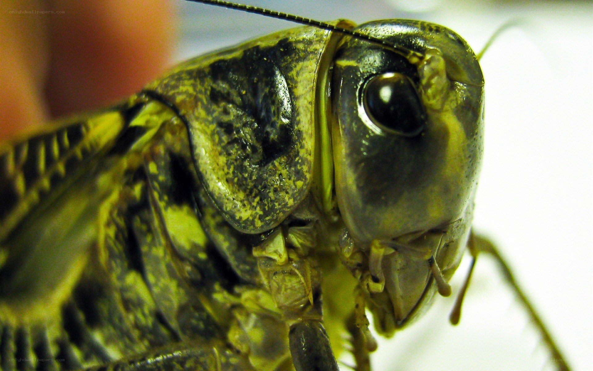 close-up of a grasshopper