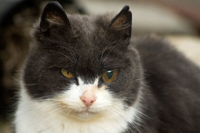 close-up of a gray and white cat