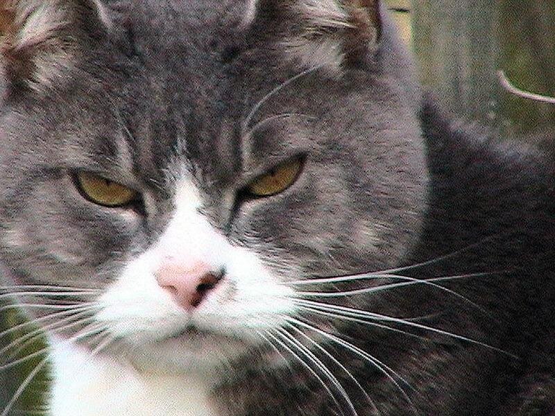 Close-up of a gray and white cat