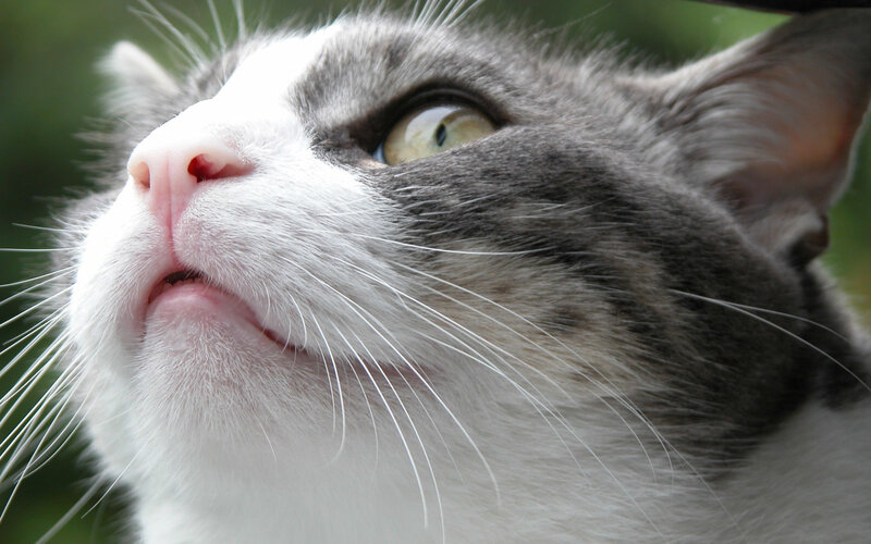 close-up of a gray and white cat