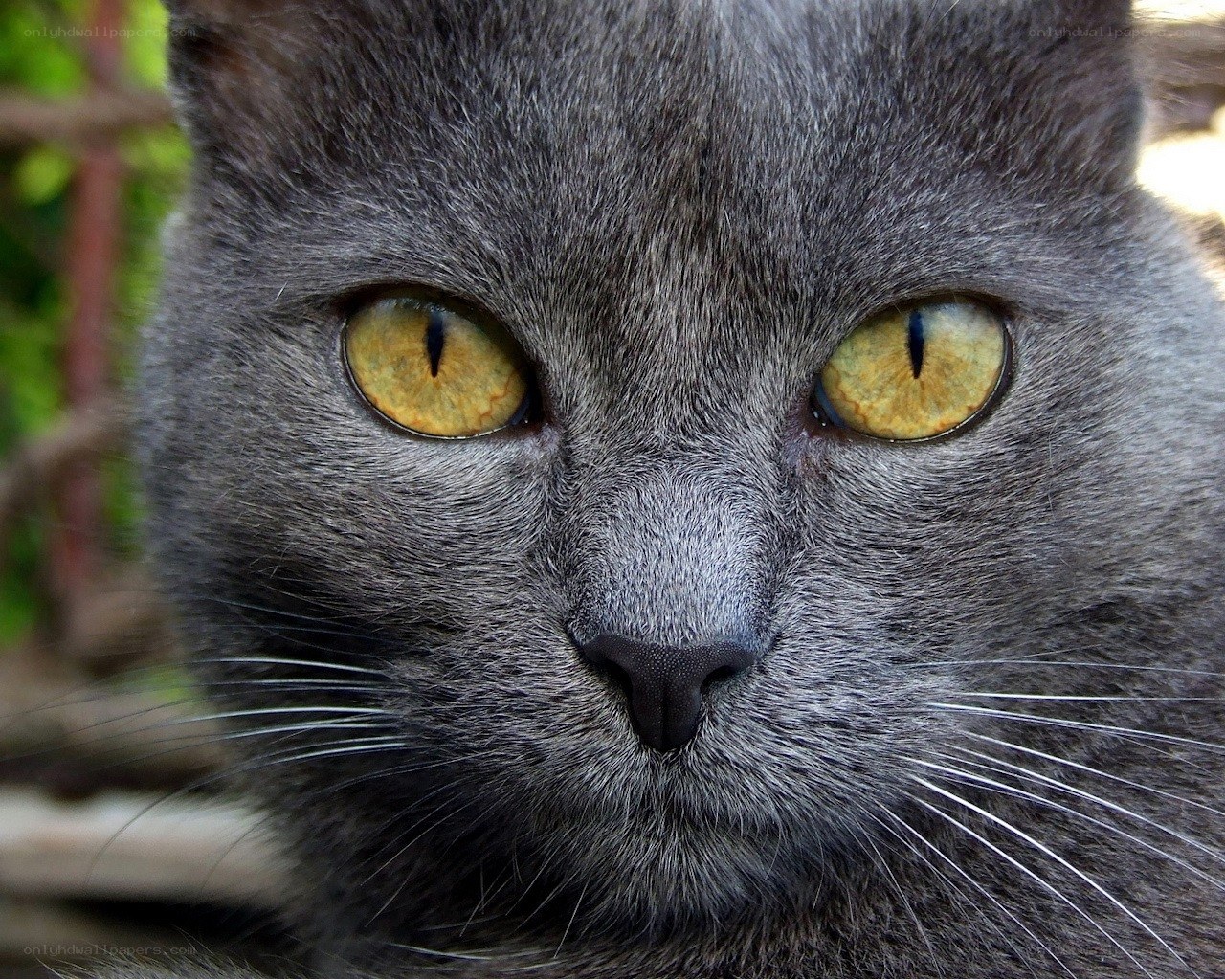 close-up of a gray cat