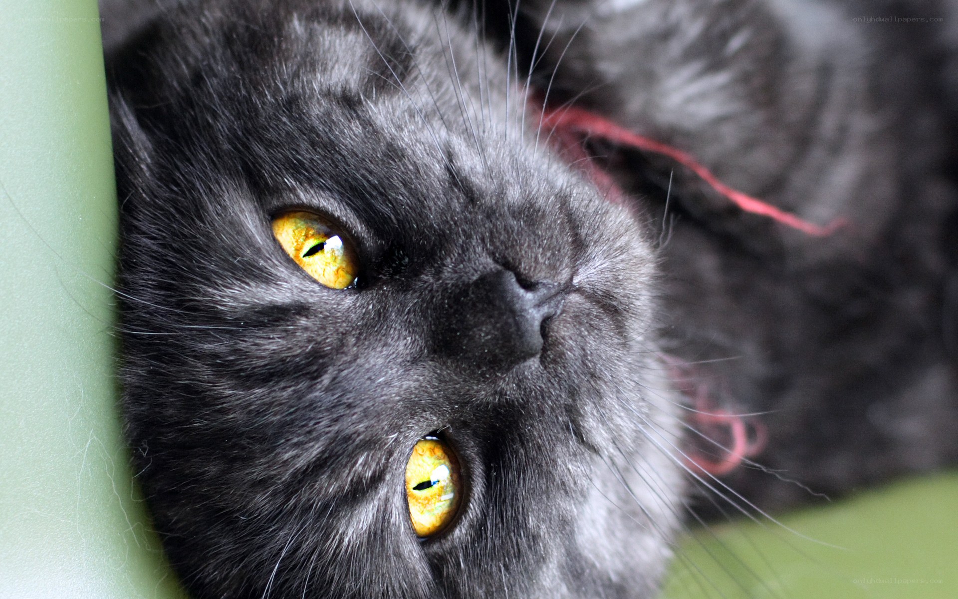 close-up of a gray cat