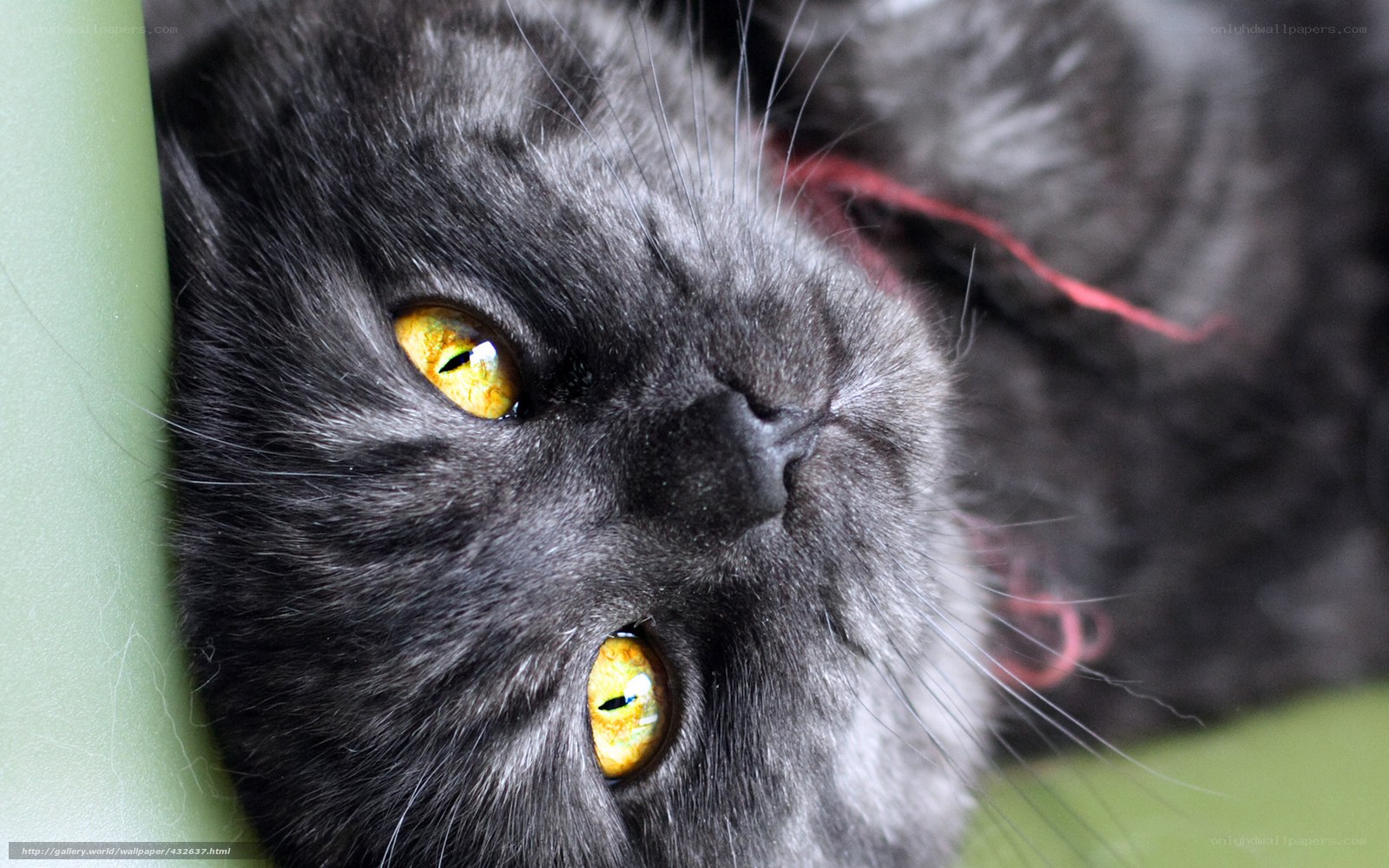 Close-up of a gray cat