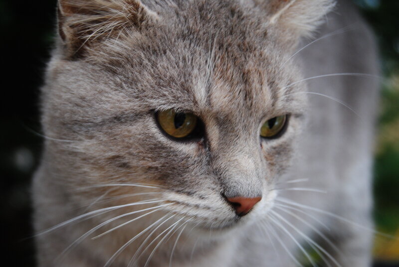 close-up of a gray cat