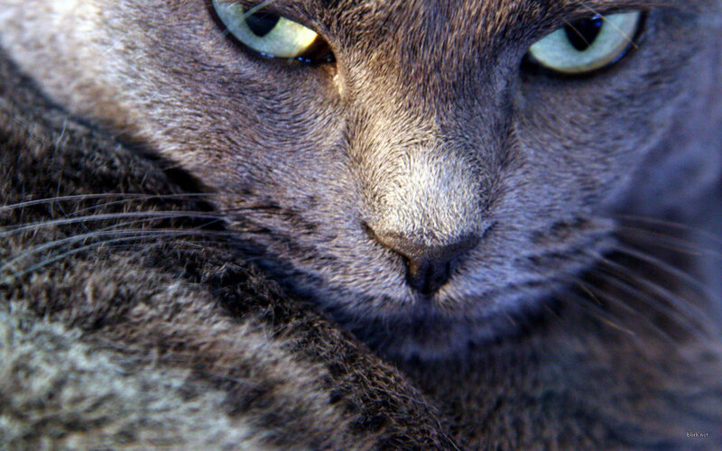 close-up of a gray cat