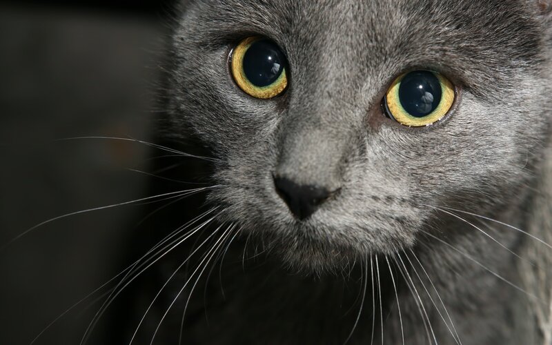 close-up of a gray cat