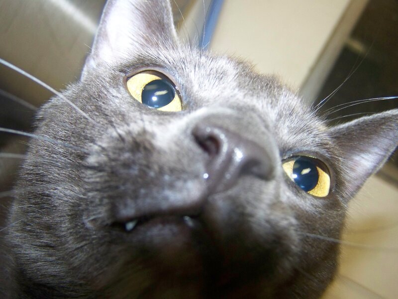 close-up of a gray cat