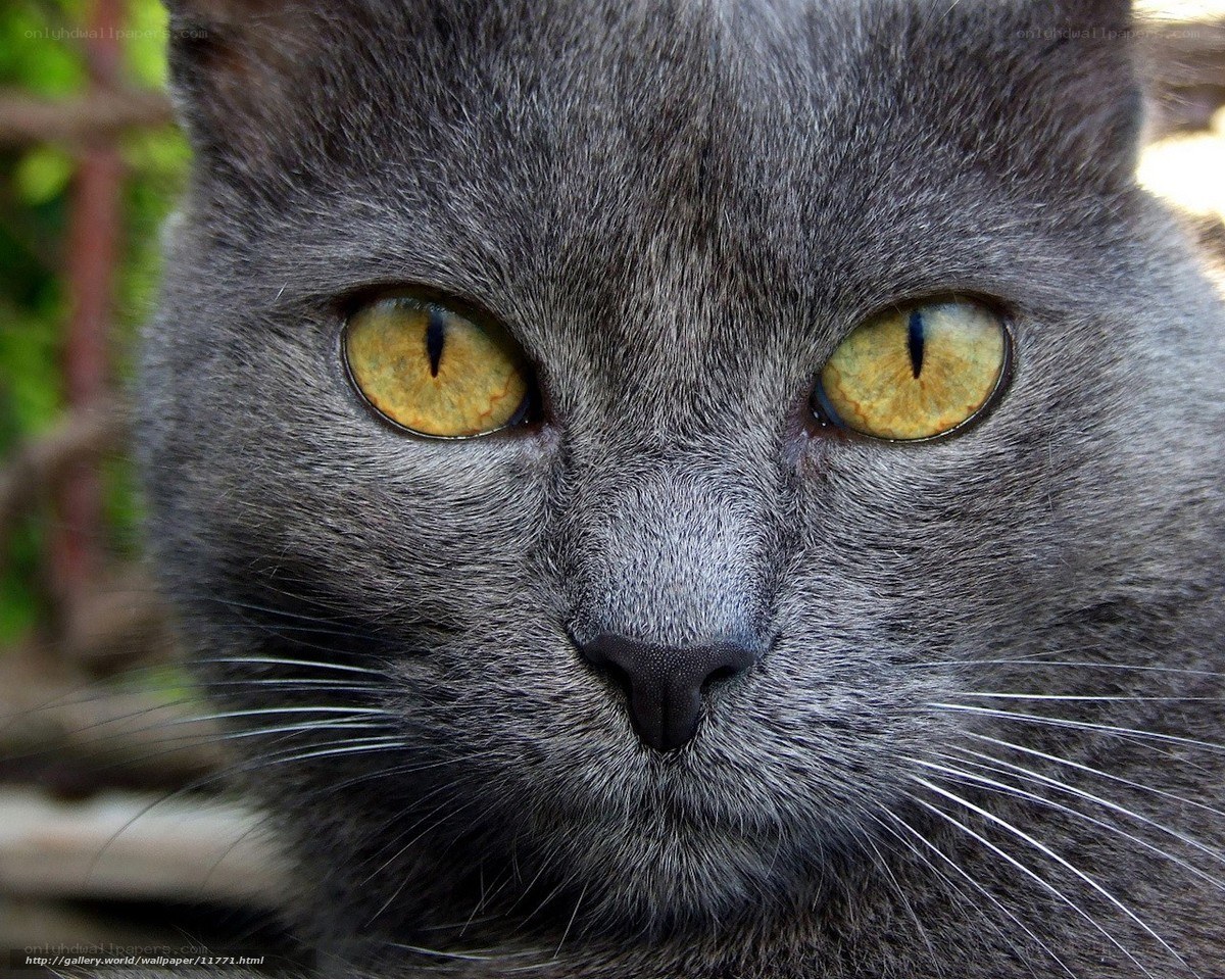 close-up of a gray cat