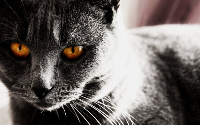close-up of a gray cat