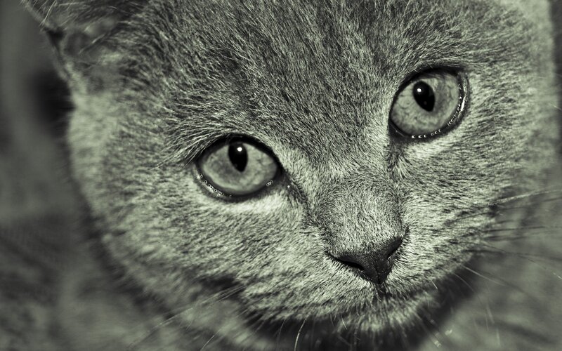 close-up of a gray cat