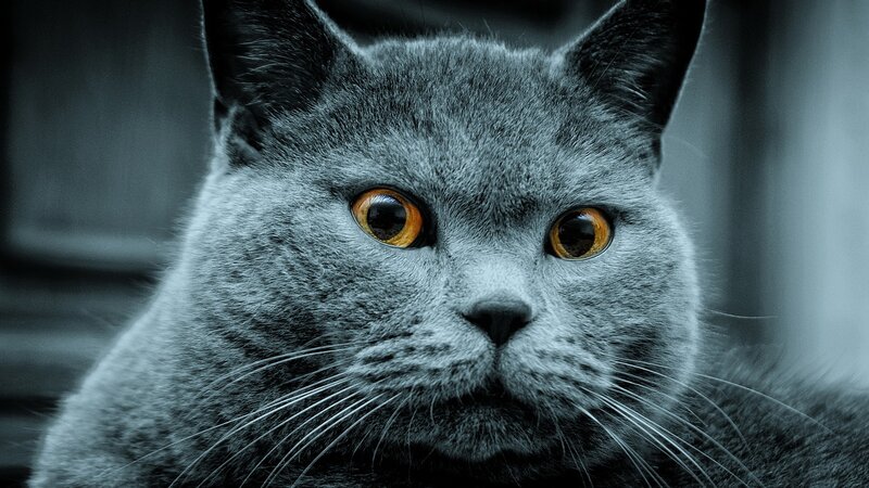 close-up of a gray cat