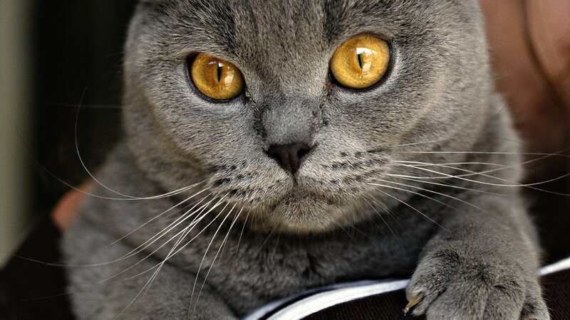 close-up of a gray cat